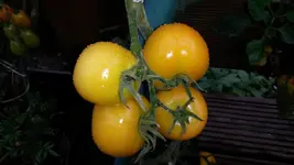 Tomate - Amber Couloured Gelb.webp