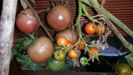 20140829_151142.webp