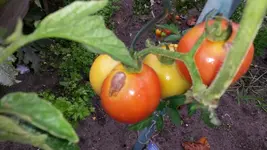 20140829_151409.webp