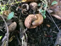 T_Nacktschnecke_Walnuss__08.2014_mr.ditschy.webp