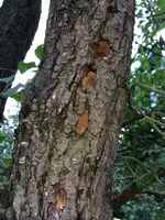 G_Wiese_Specht Baumlöcher__08.2014_mr.ditschy.webp