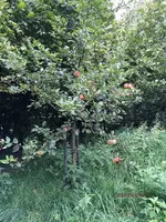 G_Wiese_Apfelbaum links_08.2014_mr.ditschy.webp