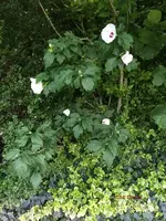 G_Srauch_Hibiskus_weiß__08.2014_mr.ditschy.webp