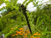 008.webp