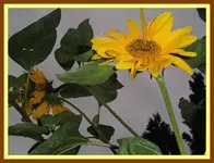 023.webp