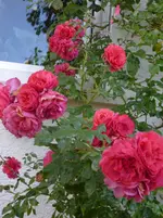 P1150917.webp