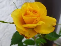 P1150478.webp