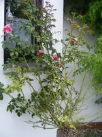 Leonardo mit Rostpilzen 30.8.2014.webp