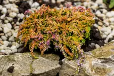 Stg 14-08-30-3413.webp