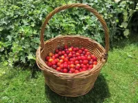 Cherryplums-Kirschpflaumen v.webp