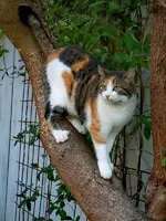 258.webp