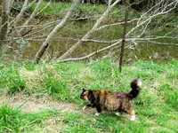Spaziergang am Fluss v.webp