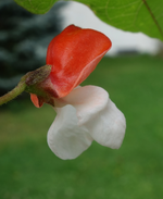 blmnMakro (19).webp