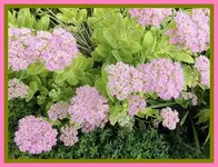 039.webp