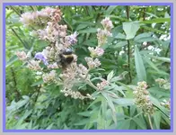 004.webp