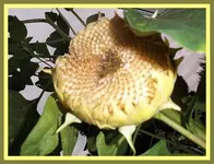 021.webp