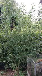 005.webp