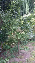 004.webp