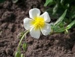 Helianthemum Elfenbeinglanz (1).jpg