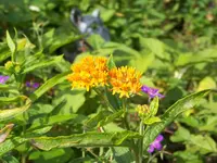Seidenblume.webp