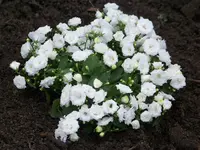 003.webp