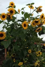 Sonnenblume.webp