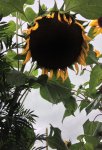 sonnenblume2.jpg