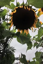 sonnenblume2.webp