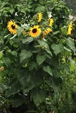 Sonnenblume3.webp