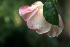 Rose mit Tropfen.webp