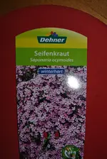 seifenkraut 001.webp