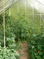 Tomaten GWH.webp