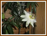 004.webp