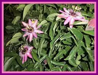 003.webp