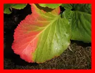 049.webp
