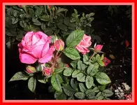 011.webp