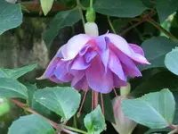 CIMG8833.webp