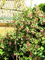 CIMG8835.webp
