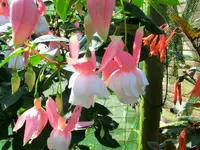CIMG8840.webp