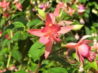CIMG8846.webp