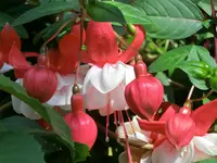 CIMG8847.webp
