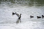 Wildenten am Wolfssee (1).jpg