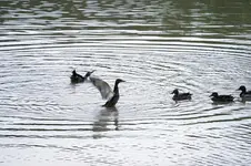 Wildenten am Wolfssee (1).webp
