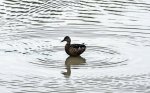 Wildenten am Wolfssee (2).jpg