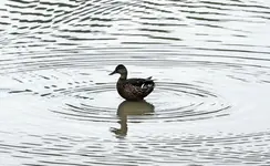Wildenten am Wolfssee (2).webp