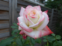 P1190317.webp
