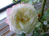 P1190312.webp