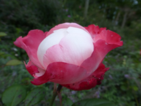 P1190330.webp