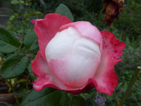P1190333.webp