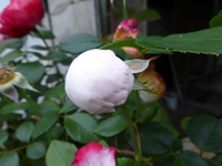 P1190361.webp